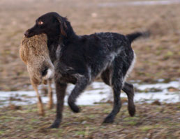 Ronja apporterar hare 2009